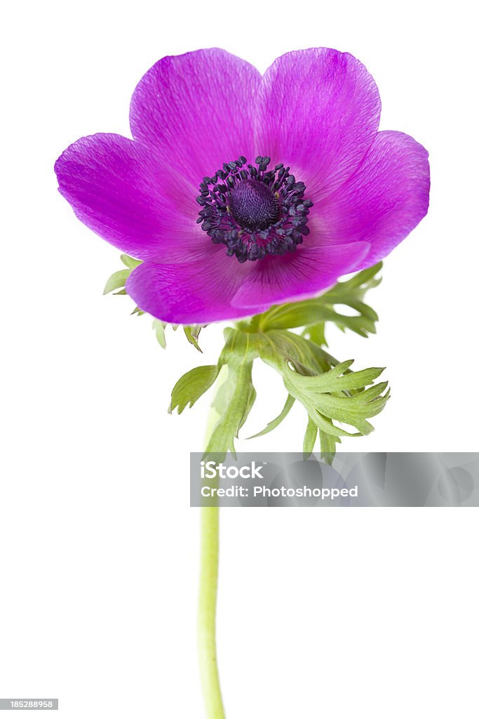 Anemone coronaria Flower Anemone coronaria flower isolated on white background with shallow depth of field. Anemone Flower Stock Photo