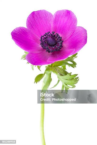 Anemone Coronaria Flower Stock Photo - Download Image Now - Anemone Flower, Beauty In Nature, Close-up