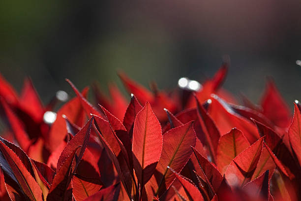 These are red new spring shoots on an evergreen hedge (Photinia x fraseri) æRed RobinÆ. Photinia is often chosen as a dense hedge plant that grows fiery red new leaves early in the year.