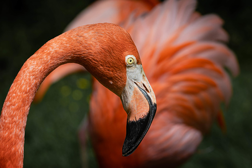 pink orange flamingo head close-up with body in background