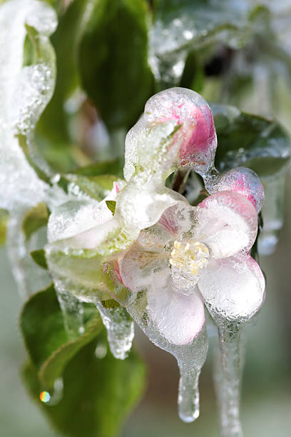 냉동상태의 사과나무 꽃송이 - single flower flower spring apple tree 뉴스 사진 이미지