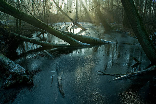 습지 및 frost - swamp 뉴스 사진 이미지