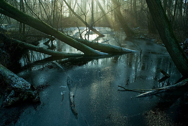 Swamp and Frost "Pool in Swampy part of forest, winter, morning, Netherlands" swamp stock pictures, royalty-free photos & images