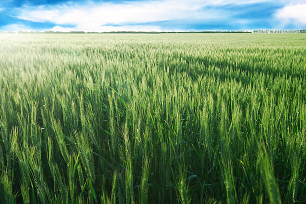 istock Green Wheat in Field on Sunny Summer Day 185289240