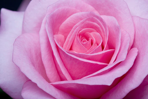 close up of a beautiful pink rose