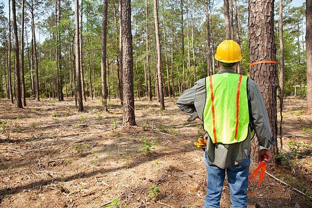 лесничий или builder флажок деревьев с желтой лентой. - lumber industry reforestation tree forest стоковые фото и изображения