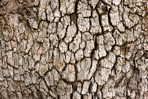 A close-up of an oak tree's bark.