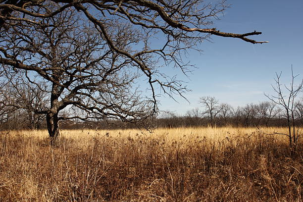 Floresta de passar pela golden oak tree field - foto de acervo