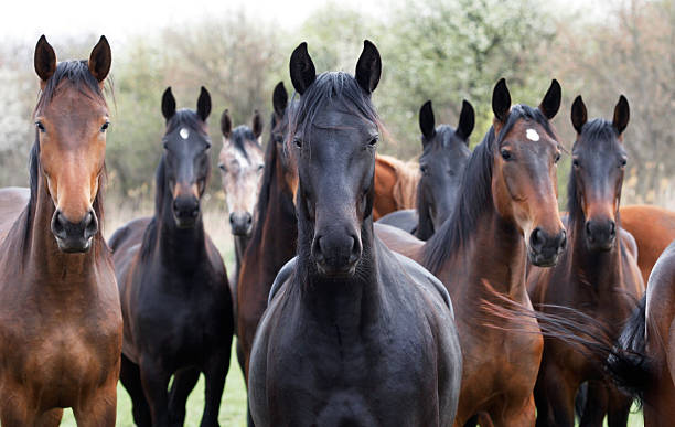 chevaux regarder la caméra - paddock photos et images de collection