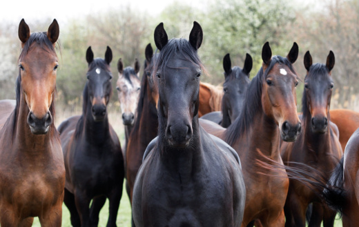 Horses looking at camera