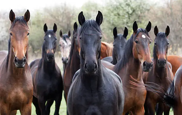 A large group of young horses looking at camera. Canon Eos 1D MarkIII.Similar photo: