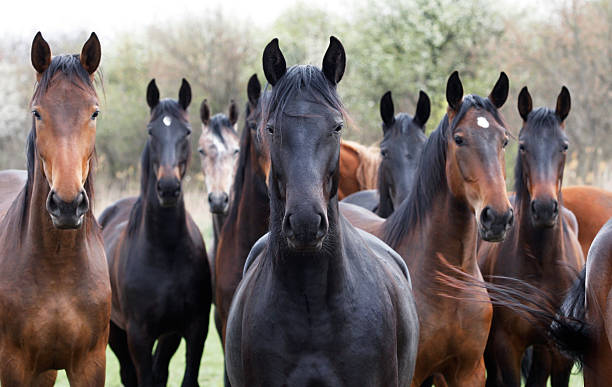 лошадей смотреть в объектив - livestock horse bay animal стоковые фото и изображения
