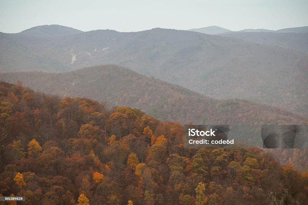 Catena montuosa del Blue Ridge, Virginia, Stati Uniti - Foto stock royalty-free di Albero