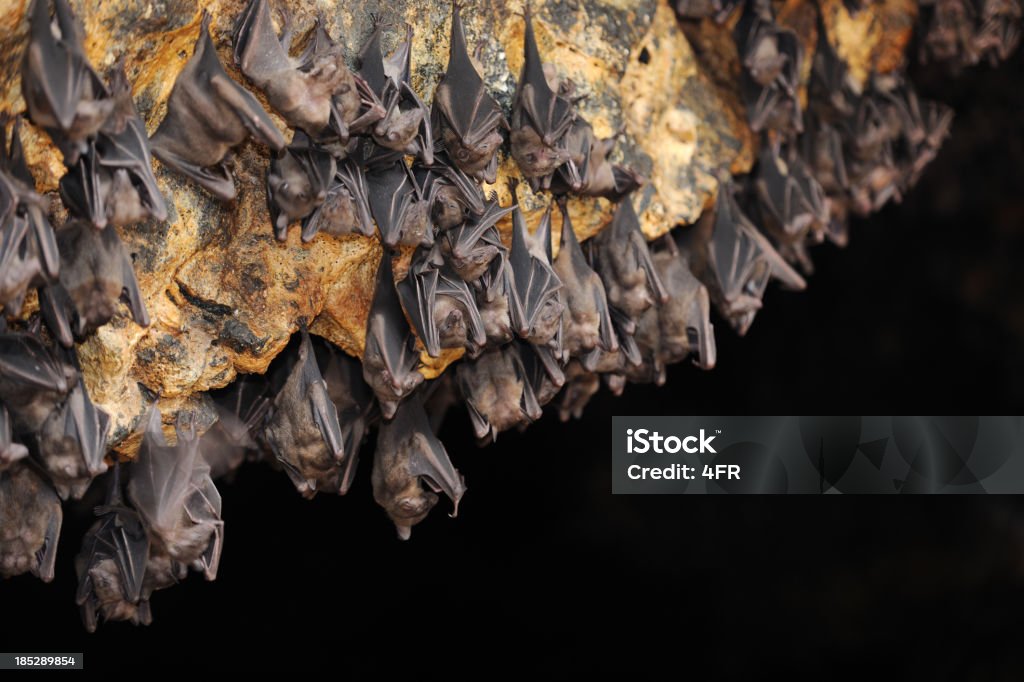 Grand groupe de raquettes dans une grotte (XXXL) - Photo de Chauve-souris libre de droits