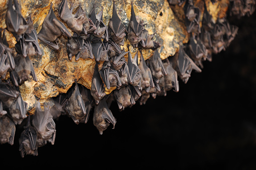 Huge Group of Bats in a Cave. Nikon D3X. Converted from RAW.