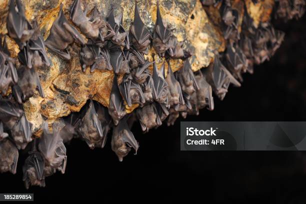 Большая Группа Палка В Пещере — стоковые фотографии и другие картинки Летучая мышь - животное - Летучая мышь - животное, Пещера, Спать