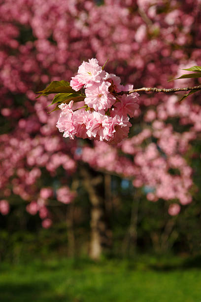 Cherry Blossoms Detail stock photo