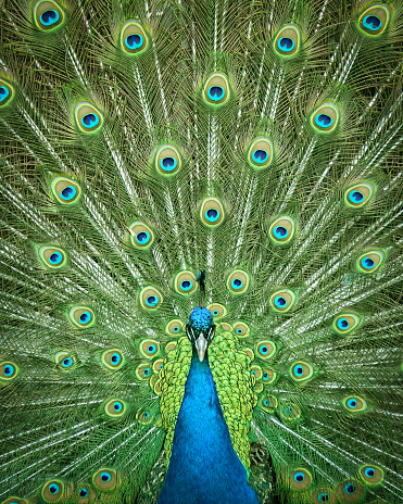 frontal shot of peacock head and feathers in full color