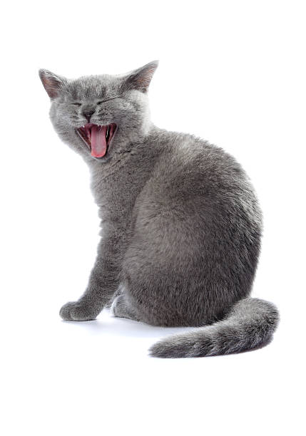 british shorthair kitten yawning stock photo