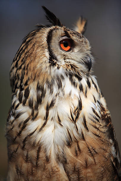 owl portrait stock photo