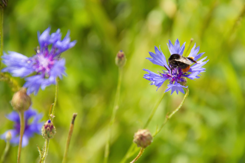 Beetle on a flower of cornflower blue