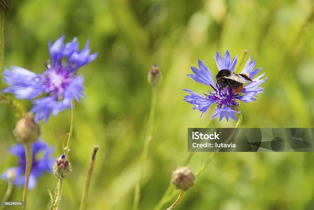 Besouro em flor - Foto de stock de Borboleta royalty-free