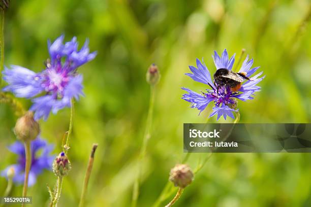 Foto de Besouro Em Flor e mais fotos de stock de Borboleta - Borboleta, Centáurea, Amarelo