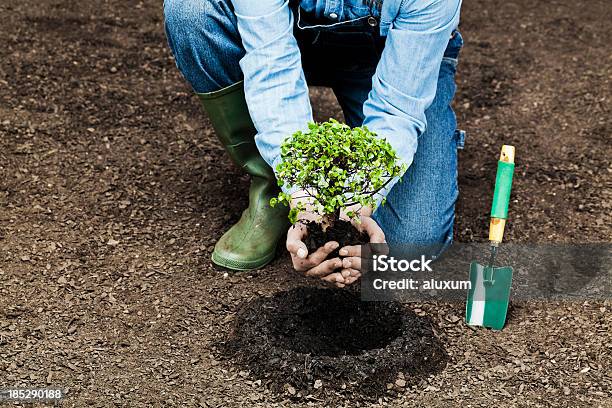 Planting Tree Stock Photo - Download Image Now - Tree, Planting, Reforestation