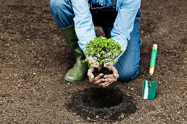 Photo of Planting tree