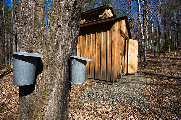 Wooden shed in the woods next to large tree with metal bins stock photo