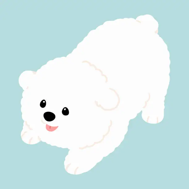 Vector illustration of Simple and cute flat colored illustration of Bichon Frise being playful