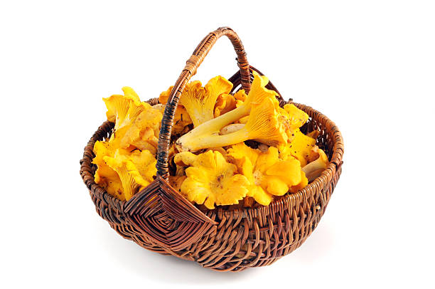 アンズダケマッシュルーム（cantharellus cibarius ）のバスケット - chanterelle ストックフォトと画像