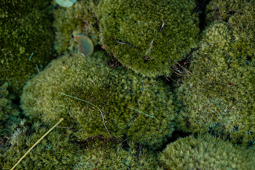 Top down view of moss pads.