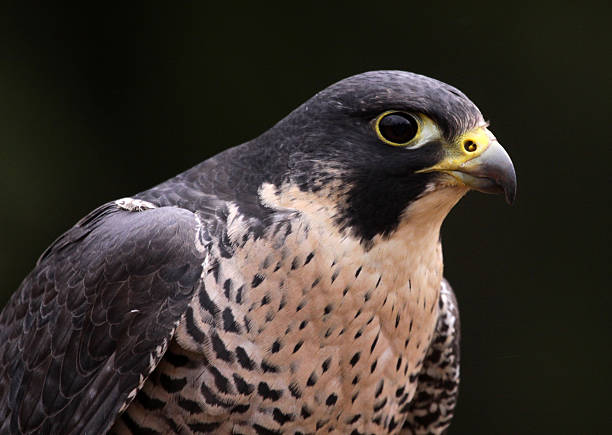 istock Peregrine Falcon Face 185290492