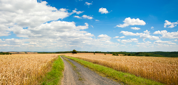 Summer Landscape