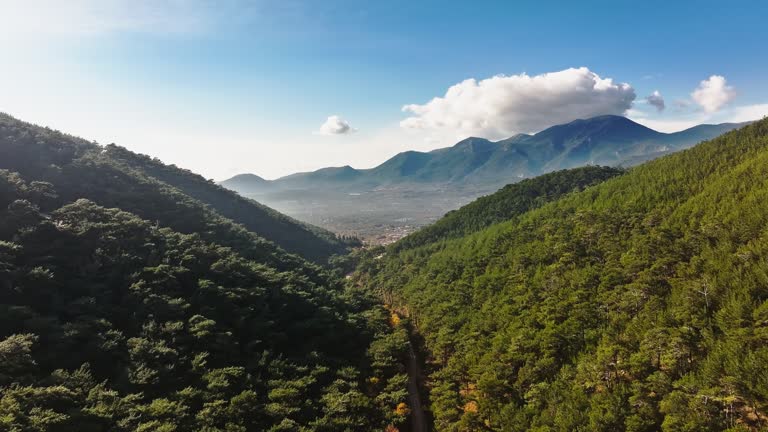 Aerial View Of Forest On Mountains