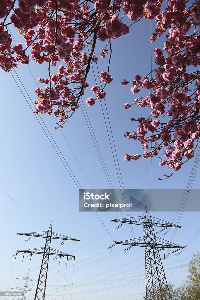 Pylônes électriques avec Arbre en fleur. - Photo de Cerisier libre de droits
