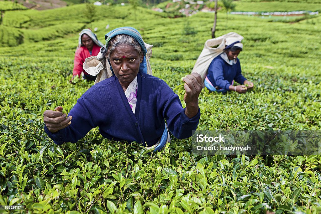 Culture tamoule tous les gens plucking feuilles de thé à plantation - Photo de Cueillir libre de droits