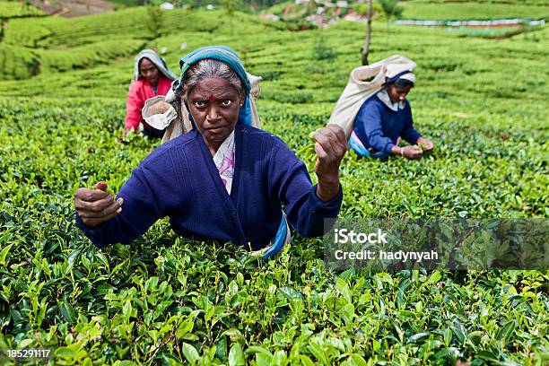 Photo libre de droit de Culture Tamoule Tous Les Gens Plucking Feuilles De Thé À Plantation banque d'images et plus d'images libres de droit de Cueillir