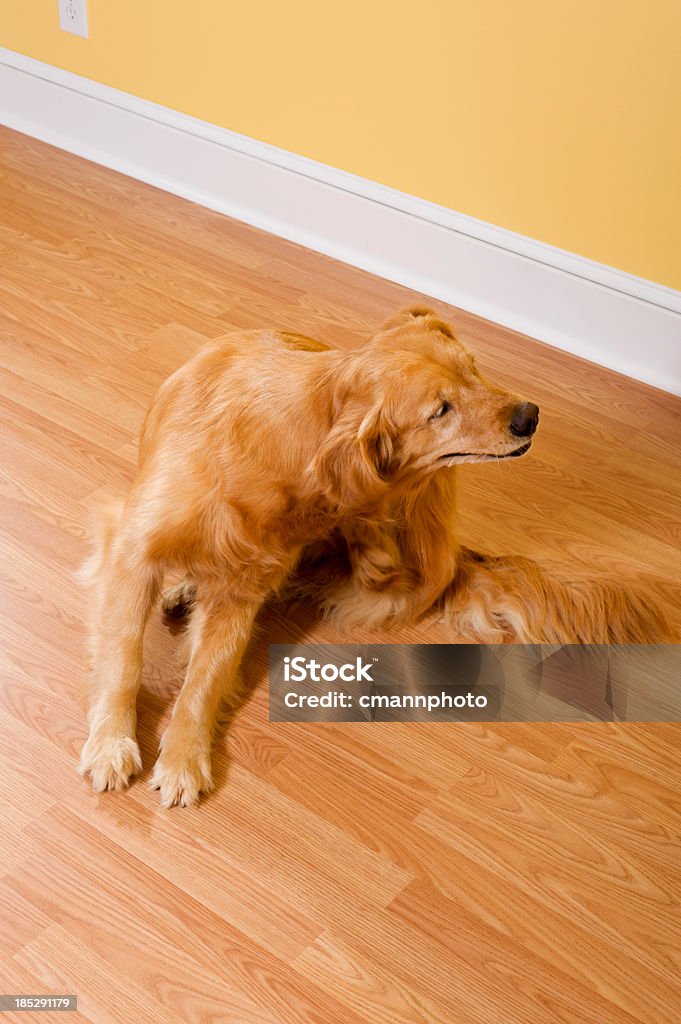 Golden Retriever Grattare - Foto stock royalty-free di Pulce