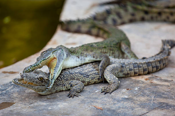 istock Young Crocodiles - harassment or sex 185291304