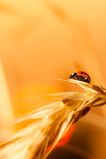 marienkäfer sitzt auf weizen bei sonnenuntergang - ladybug wheat nature insect stock-fotos und bilder