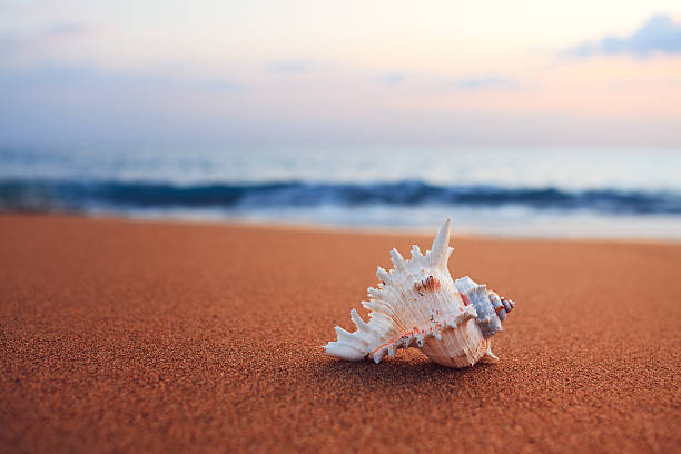 conchiglia sulla spiaggia - seashell shell sand copy space foto e immagini stock