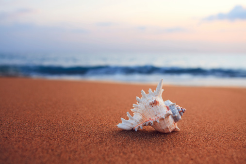 Shell on a sandy beach at sunrise.