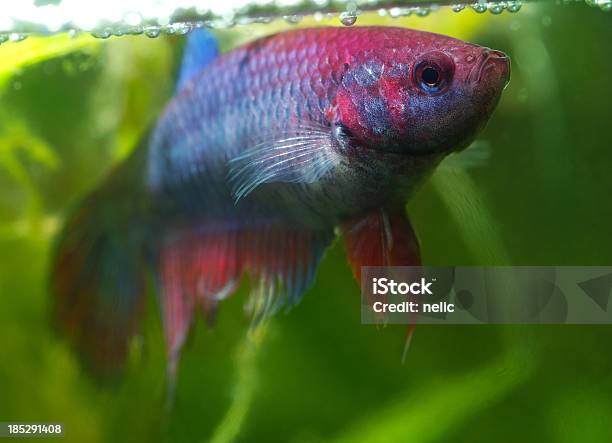 Fêmea Beta Splendens - Fotografias de stock e mais imagens de Acasalamento - Acasalamento, Animal, Aquário - Equipamento para Animal de Estimação