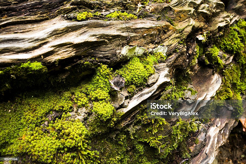 moss a albero - Foto stock royalty-free di Acero