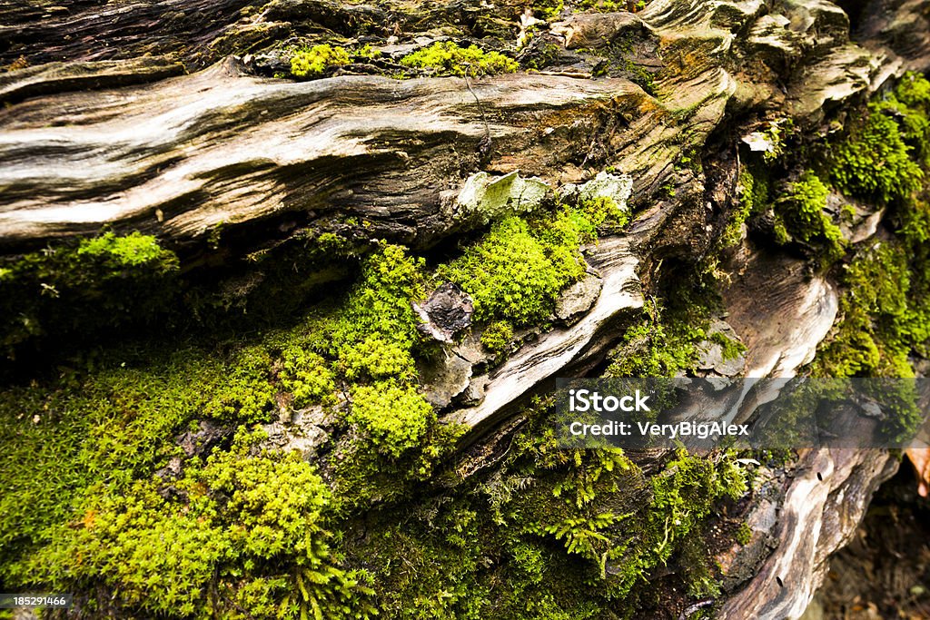 moss na árvore - Foto de stock de Amarelo royalty-free