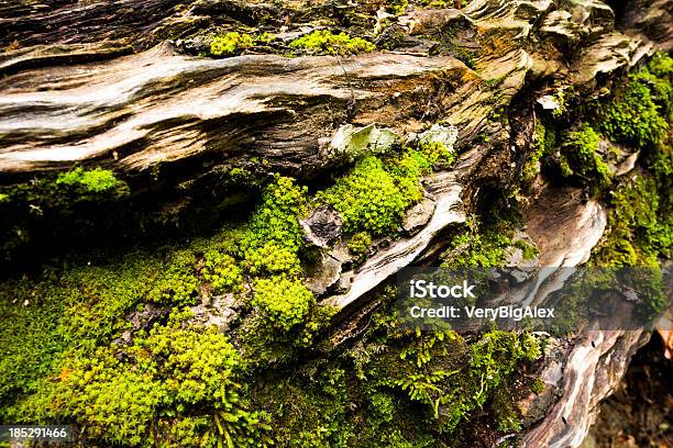 Foto de Moss Na Árvore e mais fotos de stock de Amarelo - Amarelo, Barulho, Beleza