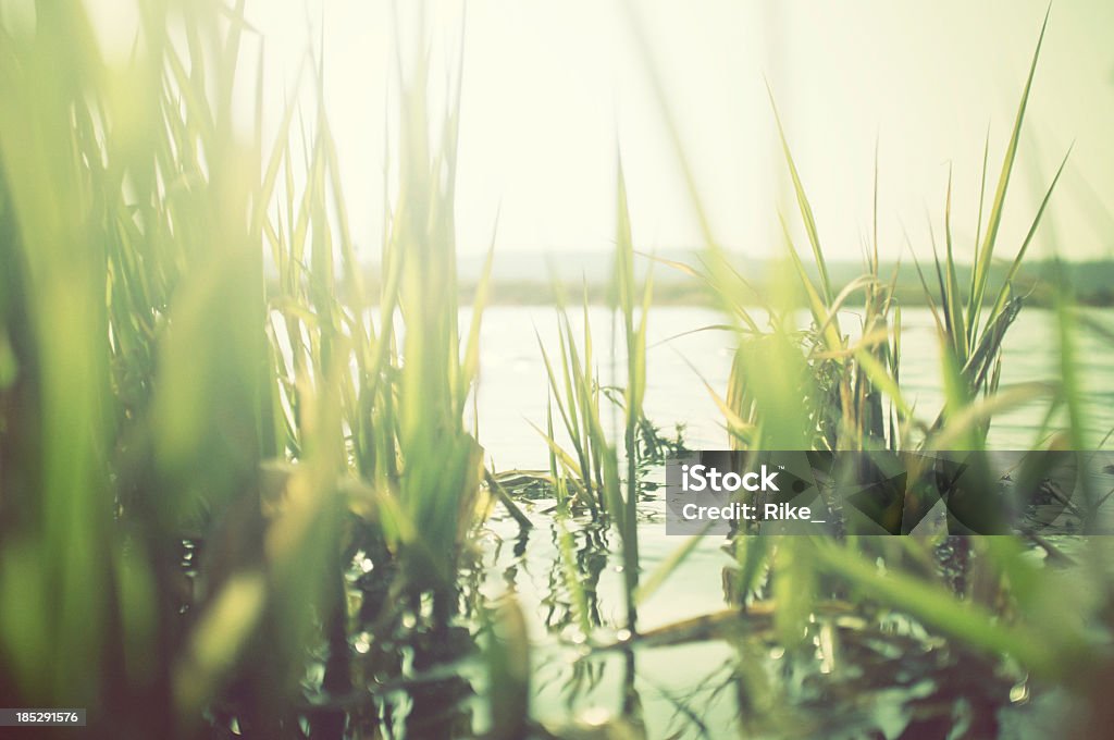 Reeds del agua - Foto de stock de Carrizo - Hierba libre de derechos