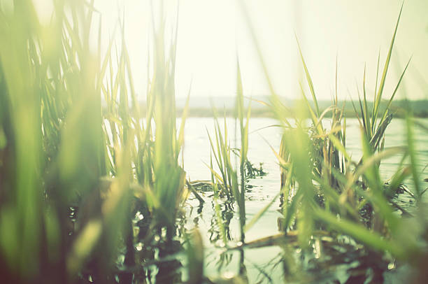 Green reeds at the water with sun shining